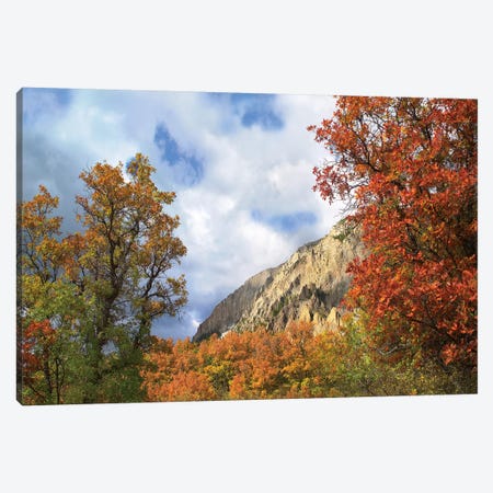 Trees And Shrubs In Autumn, Marcellina Mountain, Raggeds Wilderness, Colorado Canvas Print #TFI1110} by Tim Fitzharris Canvas Print