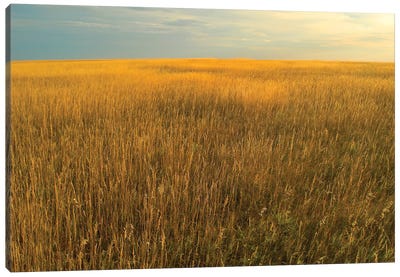 Upper Prairie In Badlands National Park, South Dakota Canvas Art Print - Grass Art