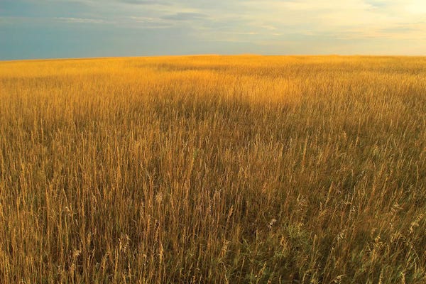 Grasses: Upper Prairie In Badlands National Park, South Dakota by Tim Fitzharris