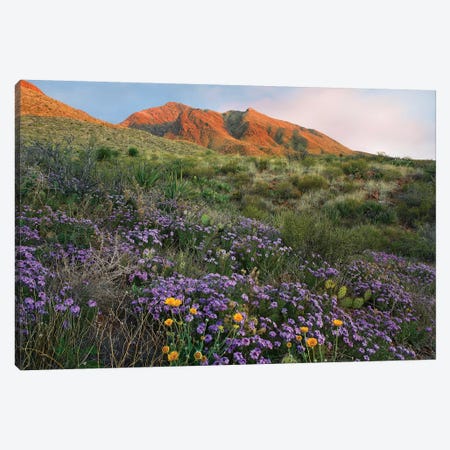 Vervain At Franklin Mountains State Park, Chihuahuan Desert, Texas Canvas Print #TFI1118} by Tim Fitzharris Canvas Print