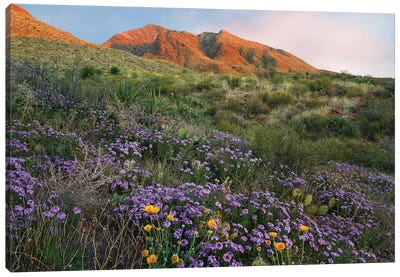 Vervain At Franklin Mountains State Park, Chihuahuan Desert, Texas Canvas Art Print