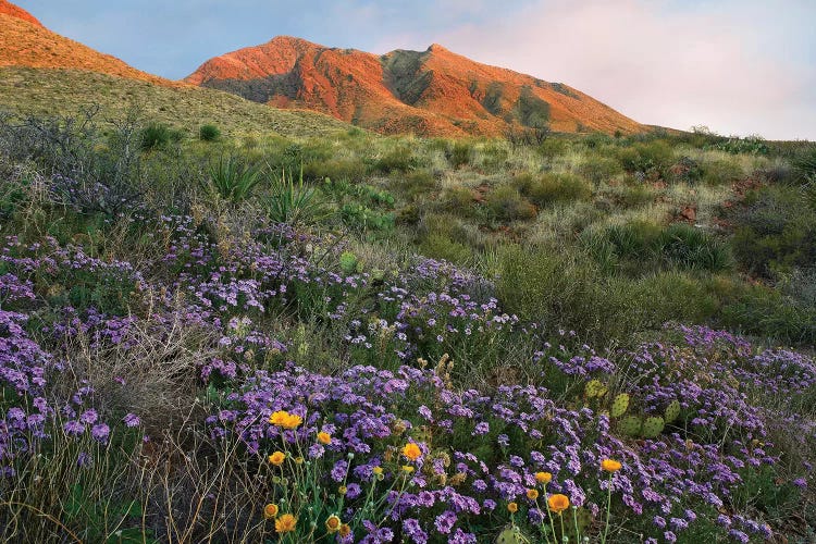 Vervain At Franklin Mountains State Park, Chihuahuan Desert, Texas