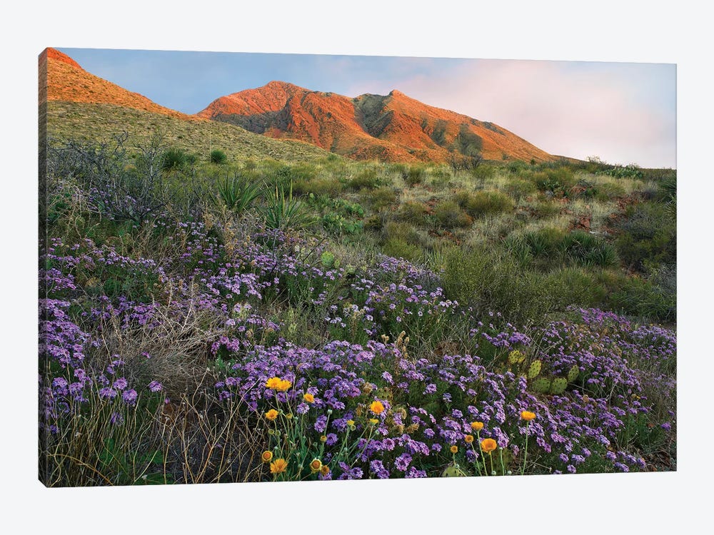 Vervain At Franklin Mountains State Park, Chihuahuan Desert, Texas by Tim Fitzharris 1-piece Canvas Print