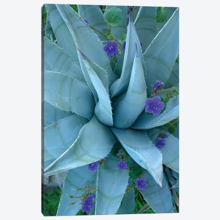 Bluebell And Agave, North America I Canvas Print #TFI111} by Tim Fitzharris Canvas Art