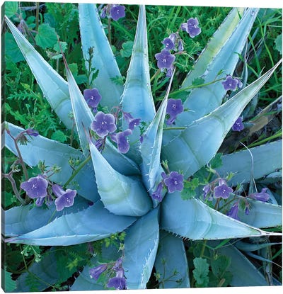 Bluebell And Agave, North America II Canvas Art Print - Tim Fitzharris