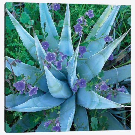 Bluebell And Agave, North America II Canvas Print #TFI112} by Tim Fitzharris Canvas Wall Art