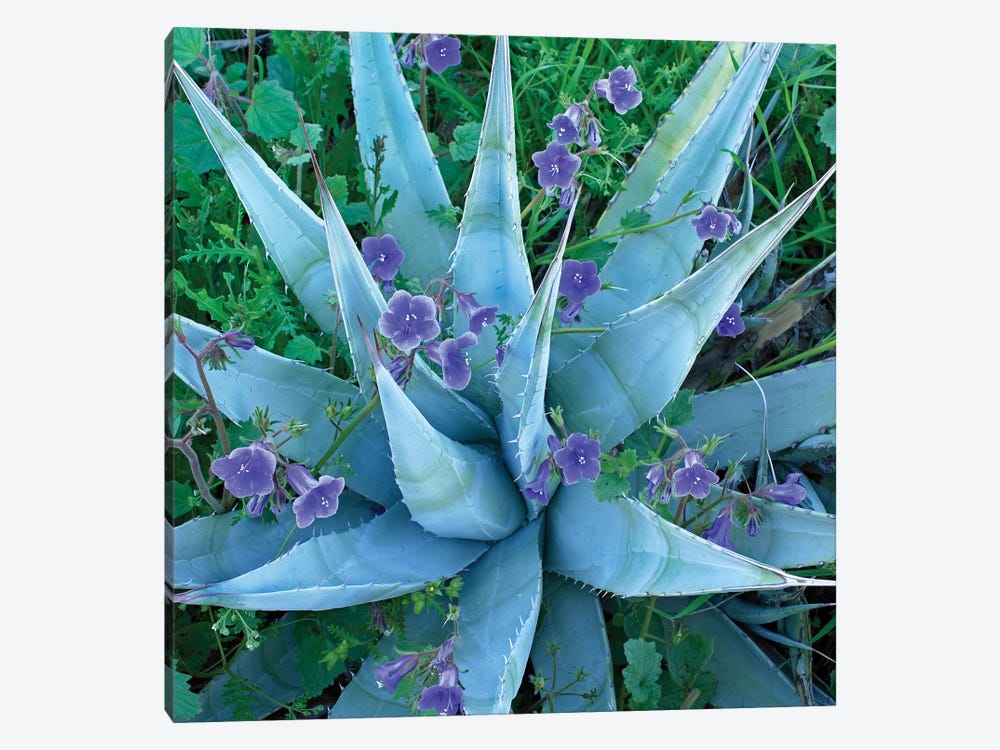 Bluebell And Agave, North America II by Tim Fitzharris 1-piece Canvas Artwork