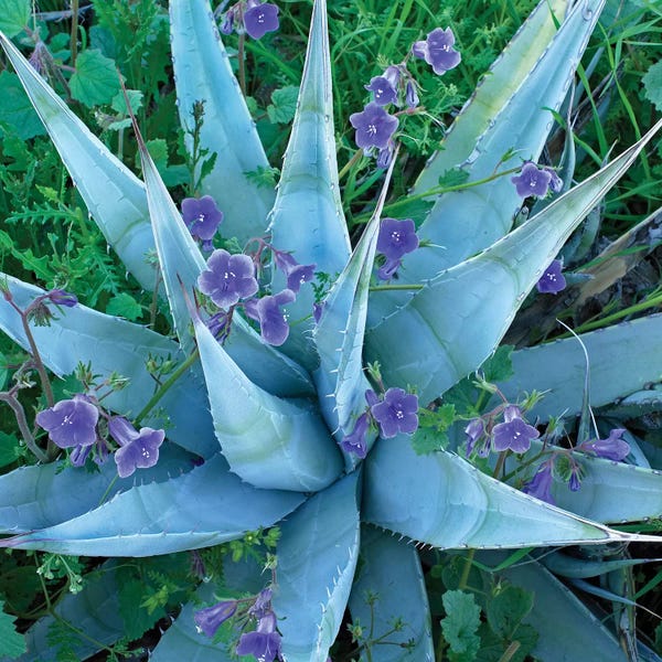 Succulents: Bluebell And Agave, North America II by Tim Fitzharris
