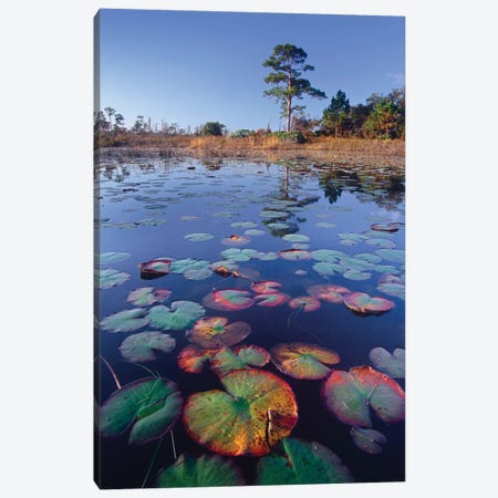 Waterlilies Floating In Pond, Jonathan Dickinson State Park Near Hobe Sound, Florida Canvas Print #TFI1136} by Tim Fitzharris Canvas Artwork