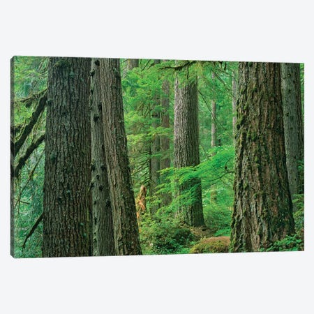 Western Red Cedar Old Growth Forest, Grove Of The Patriarchs, Mount Rainier National Park, Washington Canvas Print #TFI1146} by Tim Fitzharris Canvas Print
