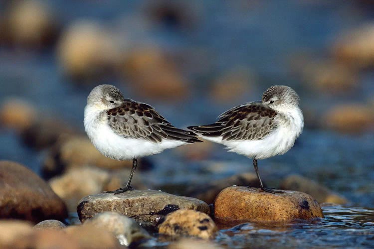 Western Sandpiper Pair Standing Back To Back With Beaks Tucked Under Wings, North America