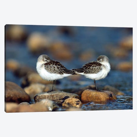 Western Sandpiper Pair Standing Back To Back With Beaks Tucked Under Wings, North America Canvas Print #TFI1148} by Tim Fitzharris Canvas Art