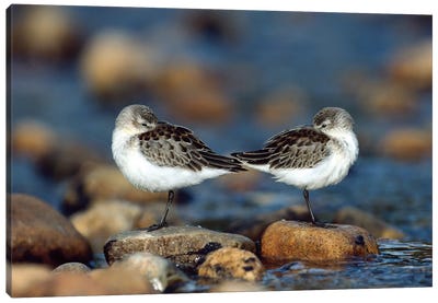 Western Sandpiper Pair Standing Back To Back With Beaks Tucked Under Wings, North America Canvas Art Print - Sandpiper Art