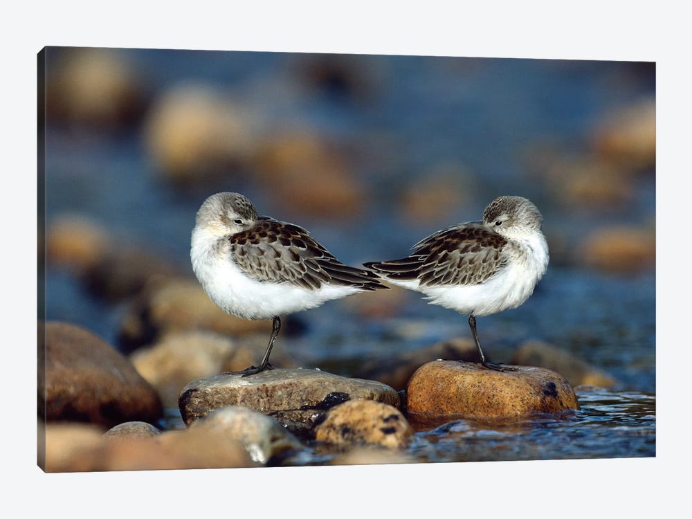 Western Sandpiper Pair Standing Back To Back With Beaks Tucked Under Wings, North America by Tim Fitzharris 1-piece Canvas Wall Art