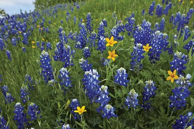 Bluebonnet And Texas Yellowstar Meadow, Cedar Hill State Park, Texas by Tim Fitzharris framed wall art