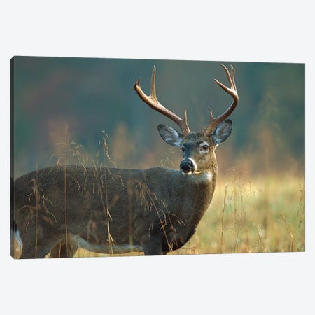 White-Tailed Deer Portrait, North America Canvas Print #TFI1155} by Tim Fitzharris Canvas Wall Art