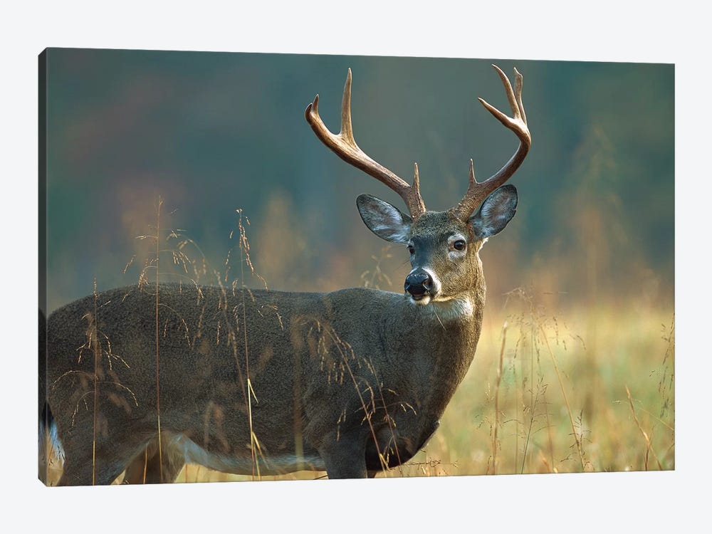 White-Tailed Deer Portrait, North America by Tim Fitzharris 1-piece Canvas Art
