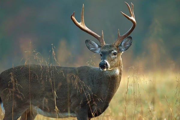 Minden Pictures: White-Tailed Deer Portrait, North America by Tim Fitzharris
