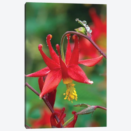 Wild Columbine With Drops Of Dew, North America Canvas Print #TFI1156} by Tim Fitzharris Canvas Art