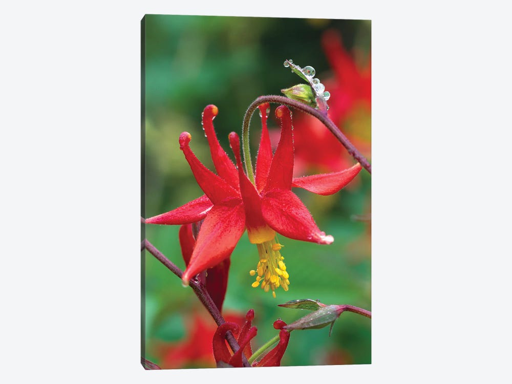 Wild Columbine With Drops Of Dew, North America by Tim Fitzharris 1-piece Canvas Art Print