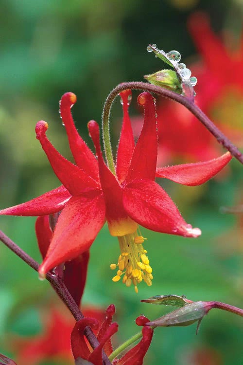 Wild Columbine With Drops Of Dew, North America