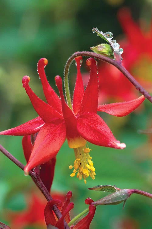 Wild Columbine With Drops Of Dew, North America by Tim Fitzharris wall art