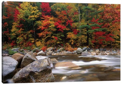 Wild River In Eastern Hardwood Forest, White Mountains National Forest, Maine Canvas Art Print - Maine