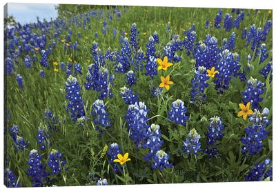 Bluebonnet And Texas Yellowstar Meadow, Cedar Hill State Park, Texas Canvas Art Print - Garden & Floral Landscape Art