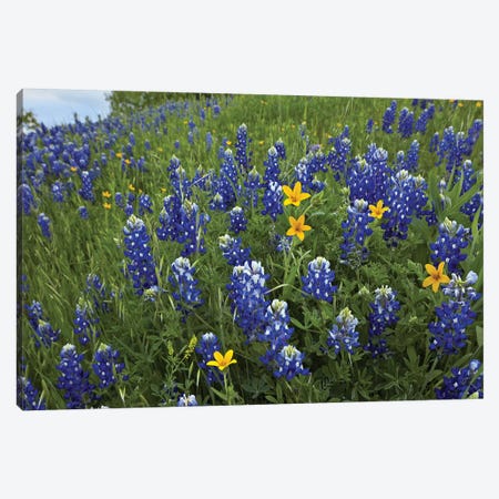 Bluebonnet And Texas Yellowstar Meadow, Cedar Hill State Park, Texas Canvas Print #TFI115} by Tim Fitzharris Art Print