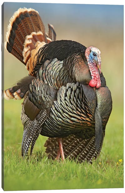 Wild Turkey Male In Courtship Display, Palo Duro Canyon State Park, Texas I Canvas Art Print