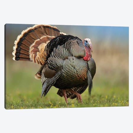 Wild Turkey Male In Courtship Display, Palo Duro Canyon State Park, Texas II Canvas Print #TFI1161} by Tim Fitzharris Canvas Art