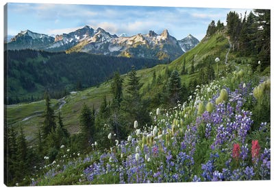 Wildflowers And Tatoosh Range, Mount Rainier National Park, Washington Canvas Art Print - Mount Rainier National Park Art