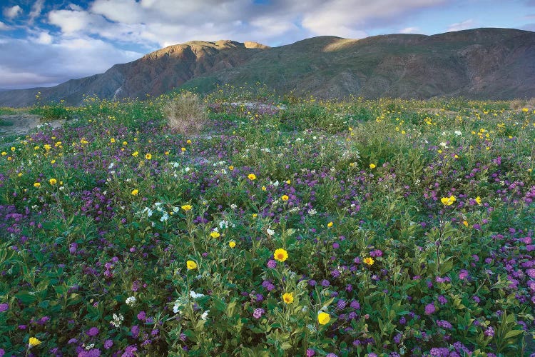 Wildflowers Carpeting The Ground Beneath Coyote Peak, Anza-Borrego Desert, California