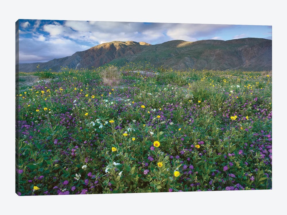 Wildflowers Carpeting The Ground Beneath Coyote Peak, Anza-Borrego Desert, California by Tim Fitzharris 1-piece Canvas Print