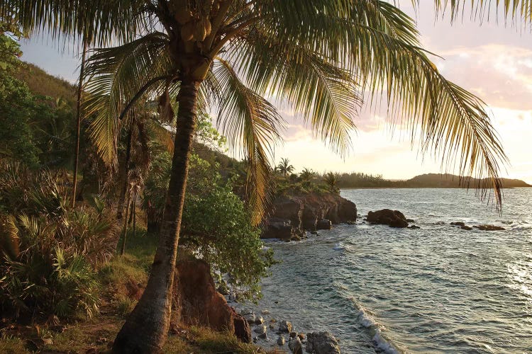 Wilkes Point At Sunset With Palm Trees, Roatan Island, Honduras