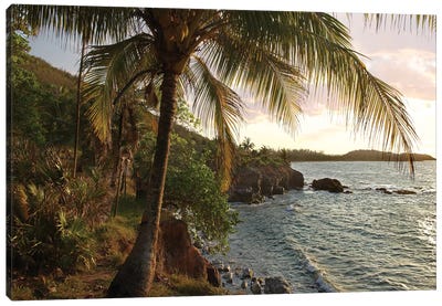Wilkes Point At Sunset With Palm Trees, Roatan Island, Honduras Canvas Art Print - Central America