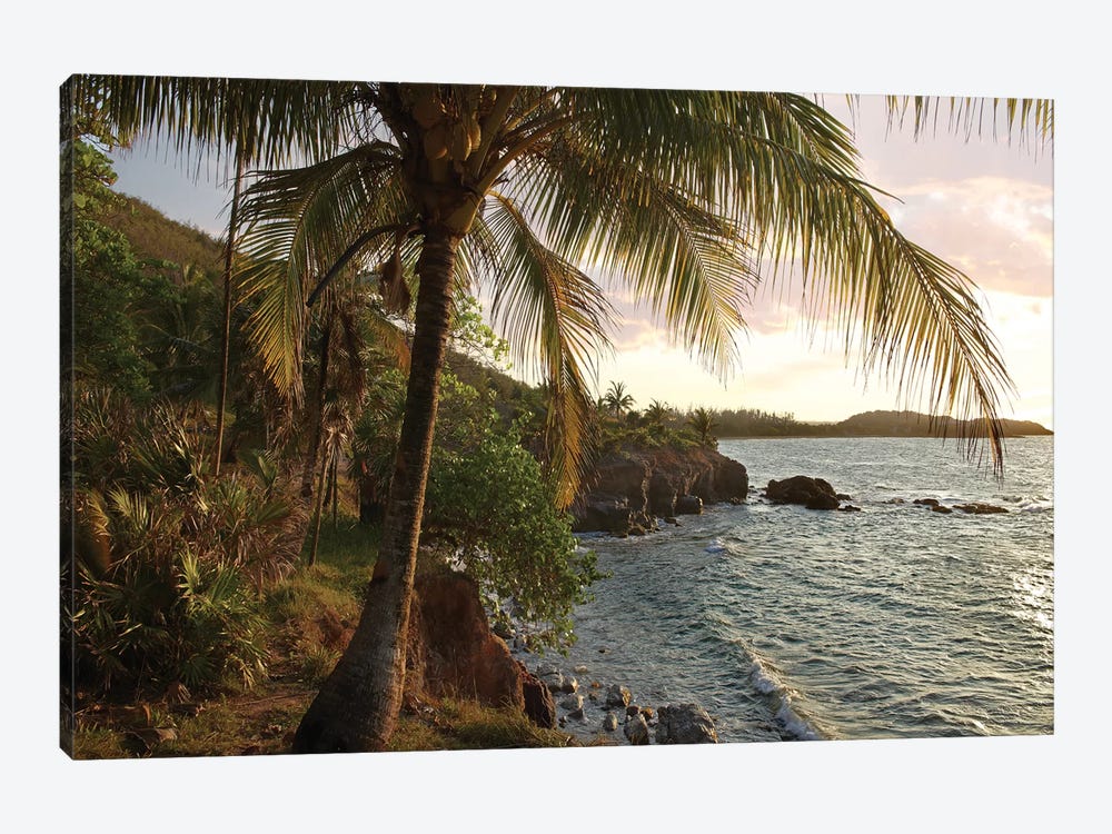 Wilkes Point At Sunset With Palm Trees, Roatan Island, Honduras by Tim Fitzharris 1-piece Canvas Art Print