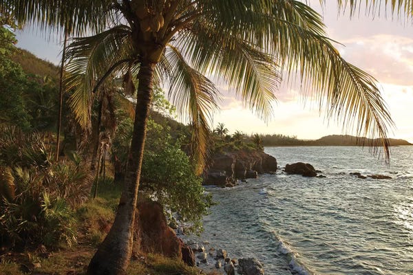 Central America: Wilkes Point At Sunset With Palm Trees, Roatan Island, Honduras by Tim Fitzharris