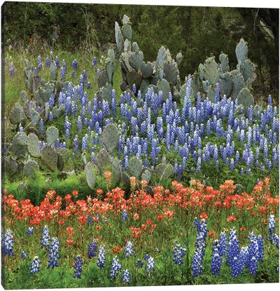 Bluebonnet, Paintbrush Cactus, Texas And Pricky Pear - Horizontal Canvas Art Print - Texas Art