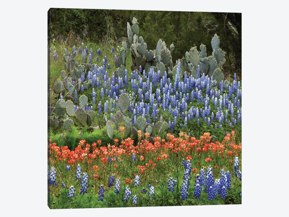 Bluebonnet, Paintbrush Cactus, Texas And Pricky Pear - Horizontal by Tim Fitzharris 1-piece Canvas Art