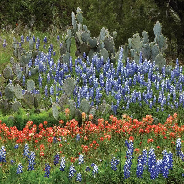 Bluebonnets: Bluebonnet, Paintbrush Cactus, Texas And Pricky Pear - Horizontal by Tim Fitzharris