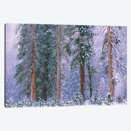 Winter In Yosemite National Park, California Canvas Print #TFI1174} by Tim Fitzharris Canvas Art