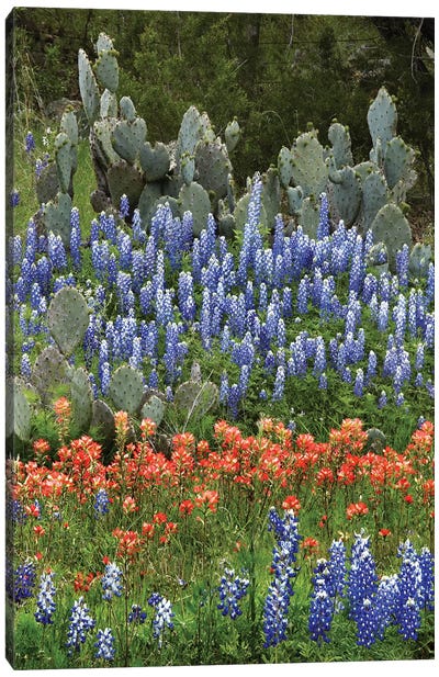 Bluebonnet, Paintbrush Cactus, Texas And Pricky Pear - Vertical Canvas Art Print - Wildflowers
