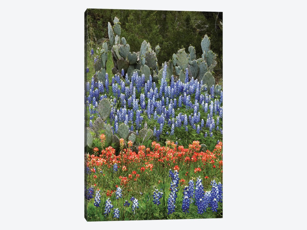 Bluebonnet, Paintbrush Cactus, Texas And Pricky Pear - Vertical by Tim Fitzharris 1-piece Canvas Art Print