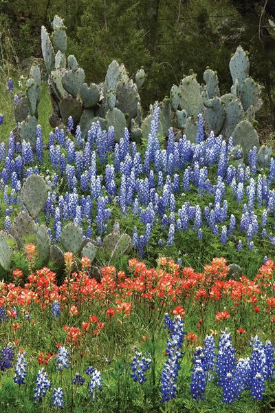 Tim Fitzharris: Bluebonnet, Paintbrush Cactus, Texas And Pricky Pear - Vertical by Tim Fitzharris