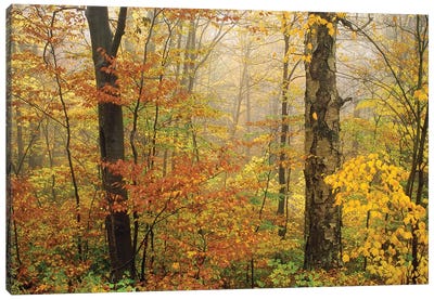 Yellow Birch American Beech Mixed Deciduous Forest In Autumn, Mill Brook, Vermont And Striped Maple Canvas Art Print - Vermont