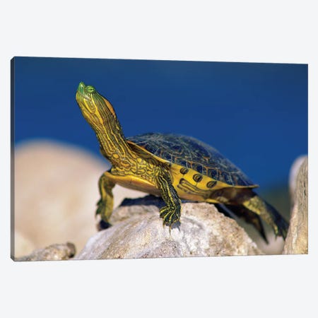 Yellow-Bellied Slider Turtle, North America Canvas Print #TFI1187} by Tim Fitzharris Canvas Print