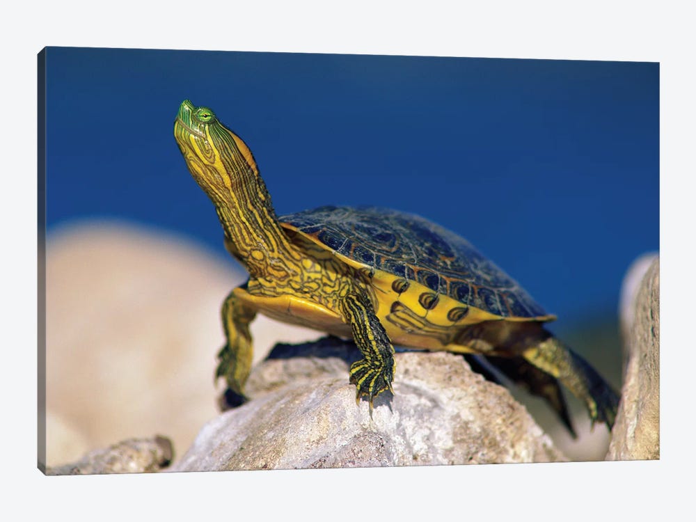 Yellow-Bellied Slider Turtle, North America by Tim Fitzharris 1-piece Canvas Print