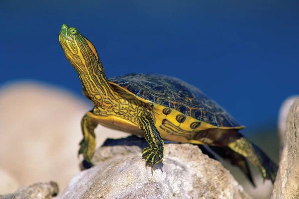 Turtles: Yellow-Bellied Slider Turtle, North America by Tim Fitzharris