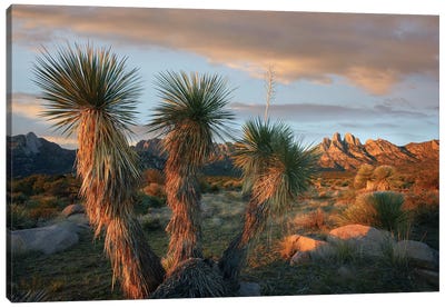 Yucca And Organ Mountains Near Las Cruces, New Mexico Canvas Art Print - Cactus Art